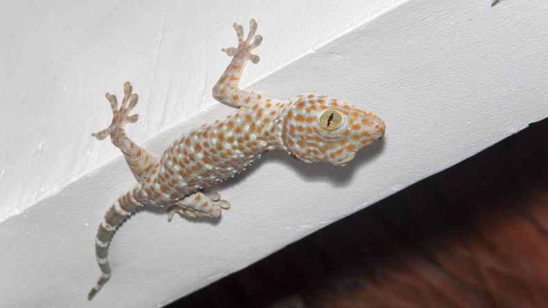 O susto de ver uma lagartixa na parede tem solução, como afastar o bicho sem usar veneno