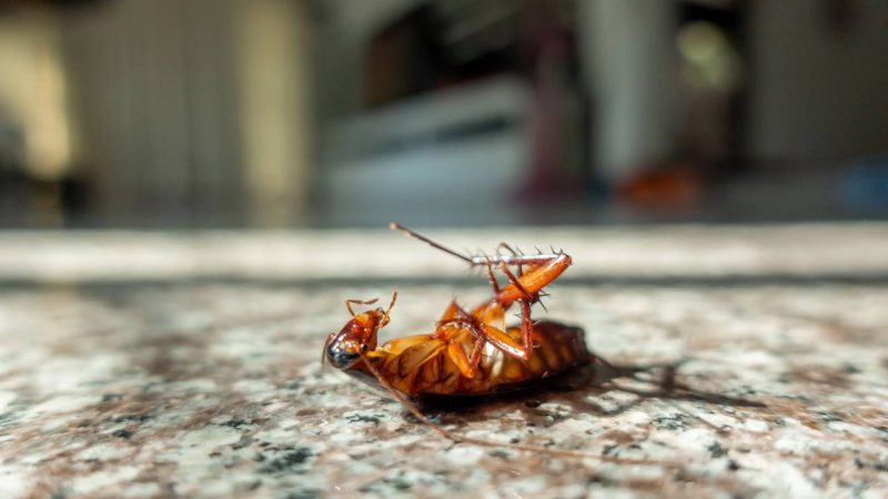 O truque com bicarbonato e açúcar que muita gente usa para combater baratas depois da chuva
