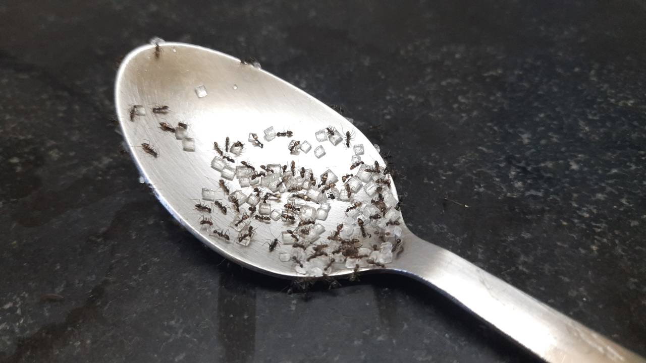 O truque que espanta formigas da cozinha sem usar uma gota de veneno