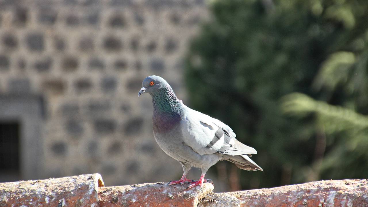 Por que os pombos escolheram a sua marquise? Entenda o que atrai esses animais para o seu quintal
