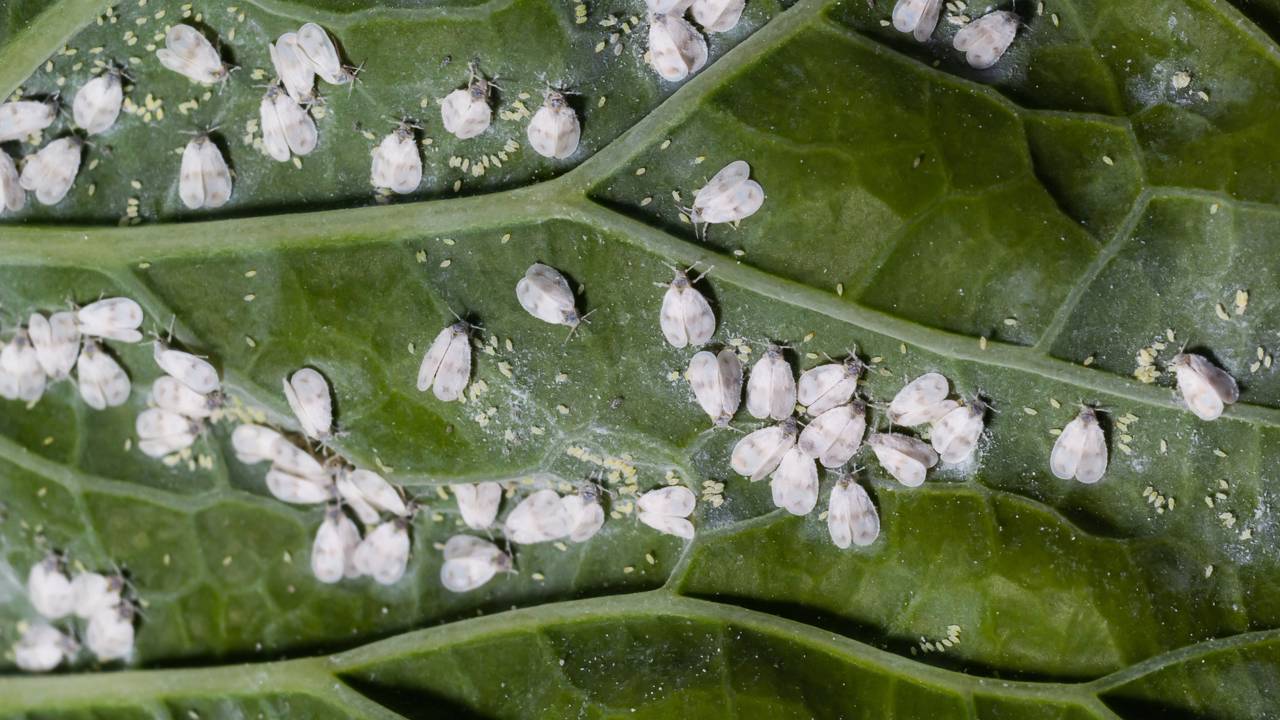 Saiba como identificar mosca-branca antes que ela cause danos a sua horta e jardim