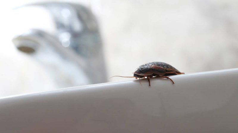 Sprays naturais e géis inseticidas: como combinar técnicas para acabar com as baratas na sua casa