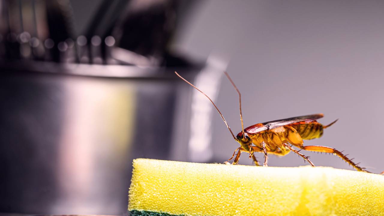 Por que baratas buscam sua cozinha mesmo no frio e como impedir uma infestação