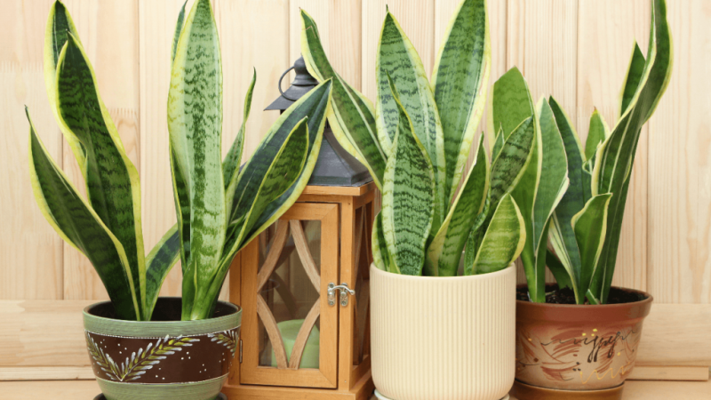 Espada-de-são-jorge: 5 motivos para cultivar a planta que afasta o mau-olhado