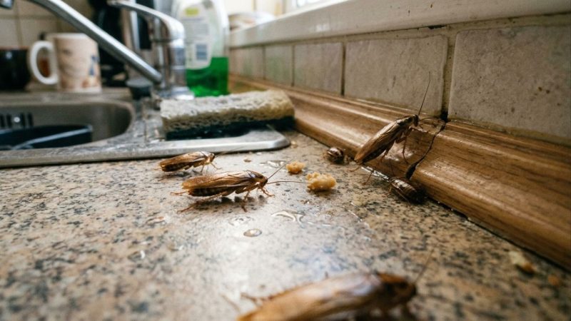 A maneira mais simples de acabar com as baratas do ralo é jogar essa combinação natural uma vez por semana