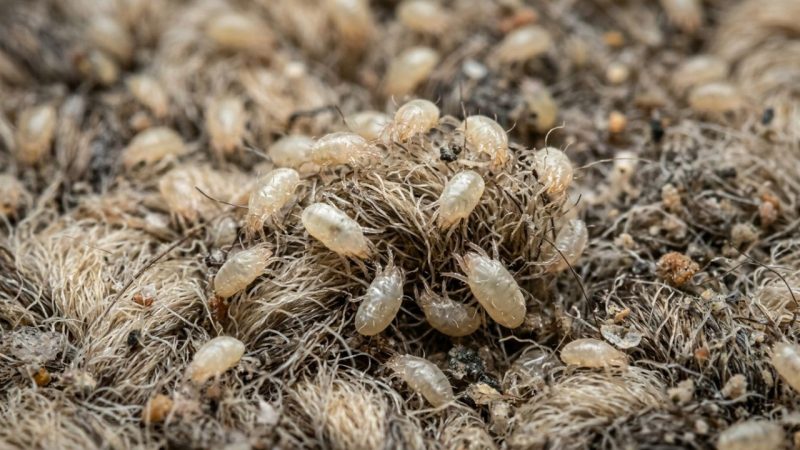 Como eliminar colônias de ácaros dos seus tapetes e proteger sua saúde respiratória?