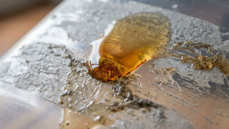 Diga adeus aos restos de etiquetas que ficam grudados em potes e vidros: o segredo do óleo de cozinha para dissolver a cola instantaneamente sem arranhar ou deixar marcas opacas no plástico