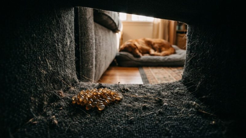 Erros comuns que atraem carrapatos para o quarto e sofás: 5 hábitos que viram convite para infestação