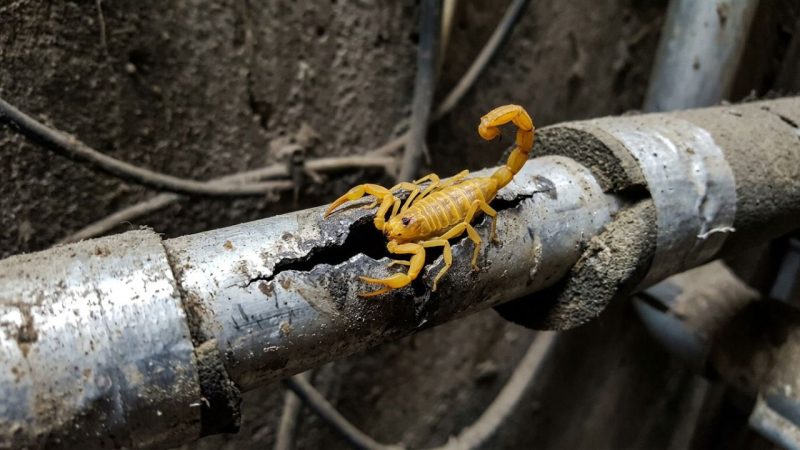 Especialistas recomendam que os moradores vedem frestas de ar-condicionado porque escorpiões e lagartixas estão entrando pelas aberturas das tubulações