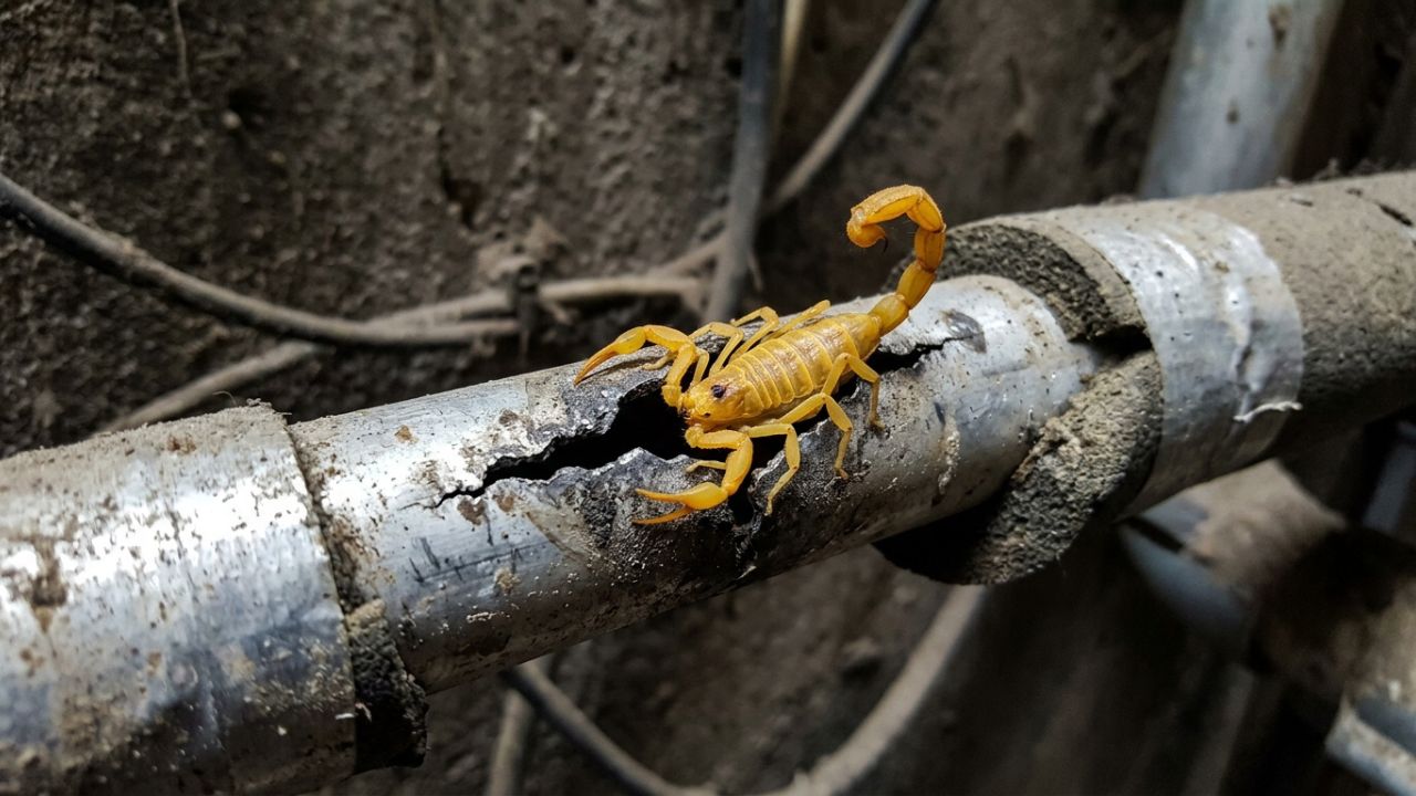 Especialistas recomendam que os moradores vedem frestas de ar-condicionado porque escorpiões e lagartixas estão entrando pelas aberturas das tubulações