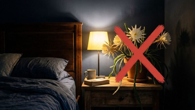 Não coloque vasos desta planta de floração noturna ao lado da sua cama: essa é a maneira correta de organizar a decoração do quarto para proteger sua saúde respiratória durante o sono